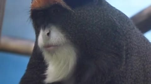 A cute ape with a beard