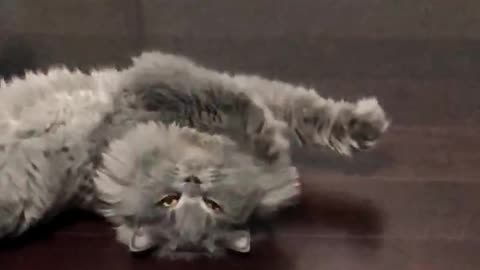 Grey Cat stretching