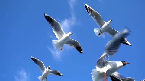 Feast your eyes on watching Bird Animal Seagulls