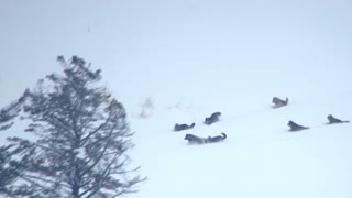 Wolf Pack Gives Chase to Group of Elk