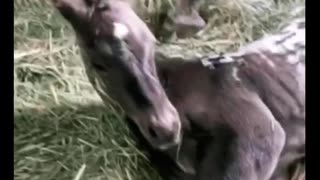 Dog greets newborn foal