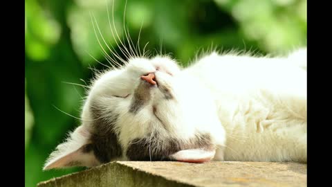 Cat Relaxing Music💤Sleep😴 Calm 💤Meditation💤less stress!FunnyCats Motel!