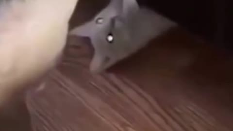 How the Funny cat kicked under the chair