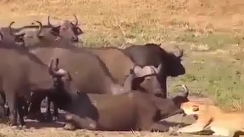 Fighting with wilde animal funny