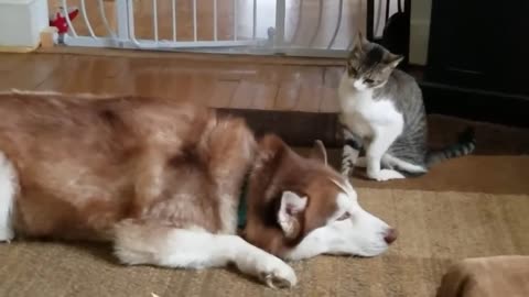 funny video of Husky gets bully