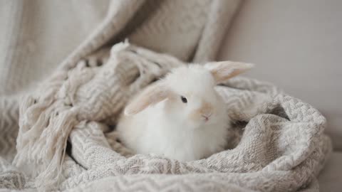 Cool fluffy rabbit