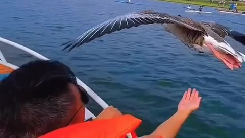 BIRD FLY OVER THE BOAT