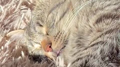 This cat sleeps too cute with his tongue sticking out