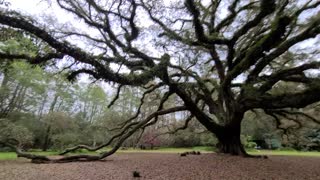 Exploring the Historic Live Oak Tree in Town