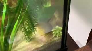 My greedy fish eating Broccoli gets trapped