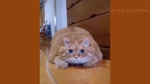 Viral Funny Cat & Dog Videos | Top Funny Video Dog and Cat