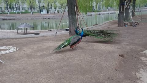 Watch How Majestic Peacocks Fight