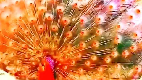 Satisfying Beautiful Peacock ASMR That Makes You Calm Original Satisfying Videos PART - 3