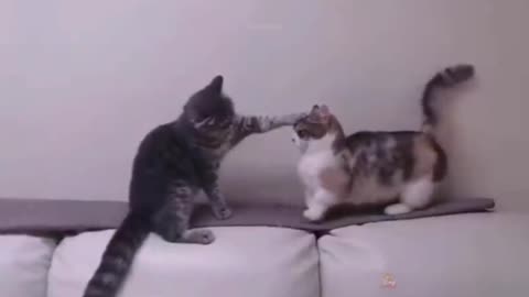 😍😗😍😗😘Baby Cats - Cute and Funny Cat Videos _Compilation _3 _ Animal Would #shorts #viral #cat #cats