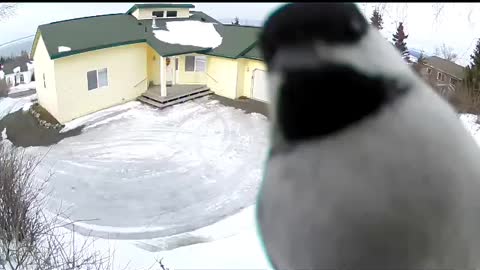 Little bird thinks camera is a nest.