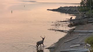 Elk Swim across Lake in Yellowstone