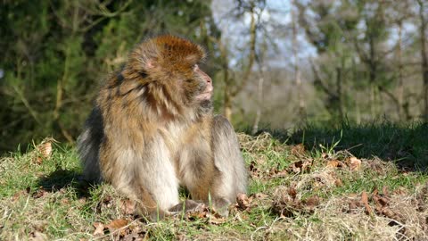 Barbary macaque (Morocco)