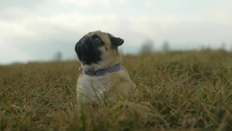 Cute Pug Puppy Thinking on the life