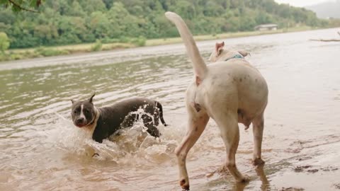 The longing for life should be accompanied by pets