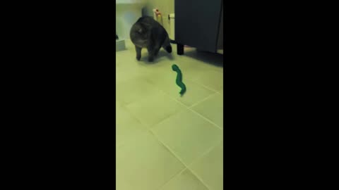 snake and cat funny video