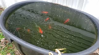 Outdoor Goldfish Tank