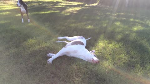 Great Dane rolls over and over under the rainbow