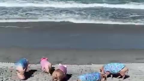 Five little piggies rooting on the beach…