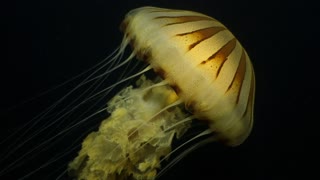 Impressive Compass Jellyfish Close-Up