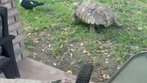 Tortoise Chases Intruding Duck Around Yard