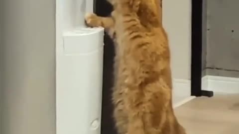Cute cat trying to drink water