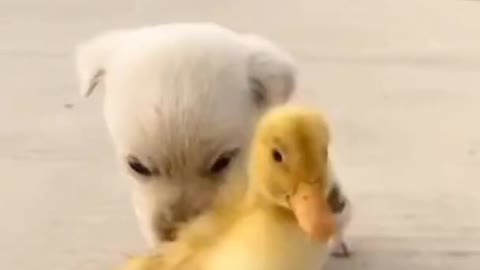 silly cute Duck funny pet video