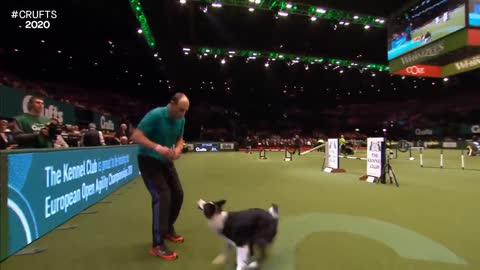 Agility - Championship Final | Crufts 2021