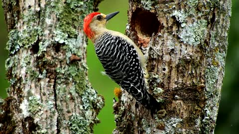 Beautiful and colorful flying woodpecker with powerful beak