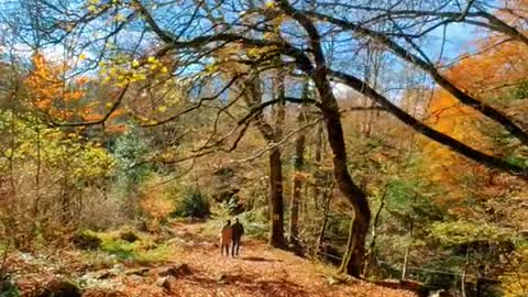 Colours of autumn