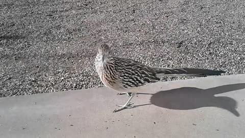 Roadrunner Eats Out Of My Hand!
