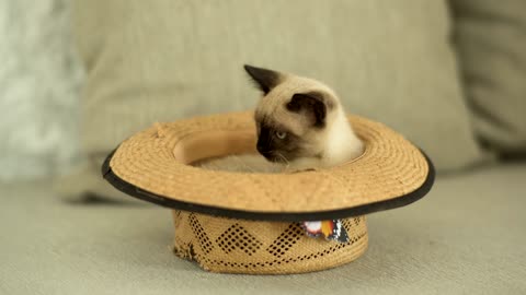 siamese cat inside a hat