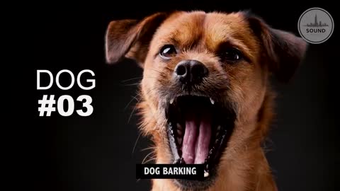 DOGS BARKING Sound Effects [High Quality]