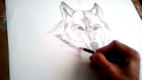 Drawing a Wolf Head Step by Step