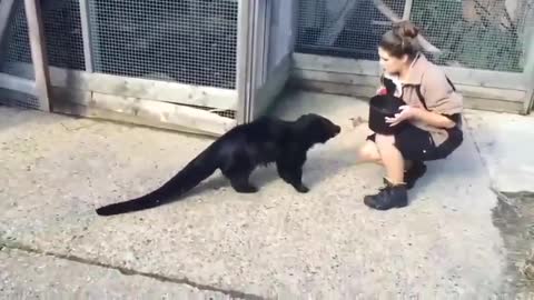 Let's get acquainted with a Binturong or a cat bear.