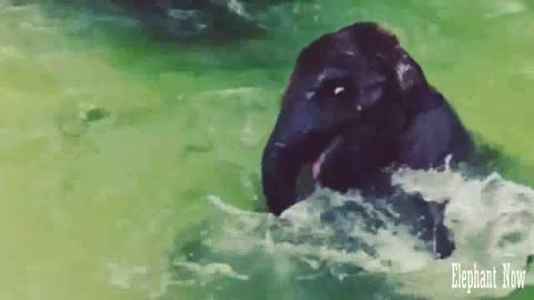 An Elephant Trying To Swim in The lake in A Comedy Way.