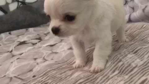 Beautiful chihuahua puppy.