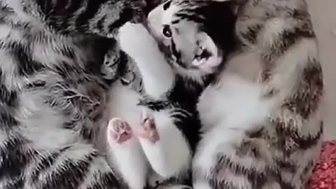 So beautiful cat family