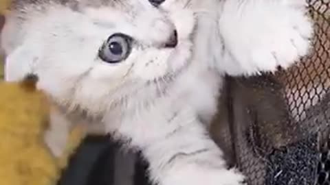 Amazing cat 🐈 trending video