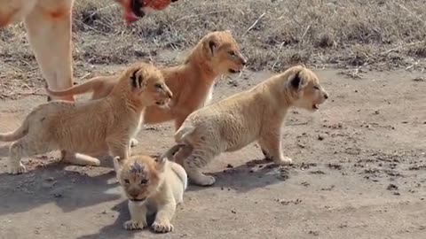 🦁 Cute Baby Lion Adventures ❤️: Adorable Lion Cubs & Mom! 😍 #LionCubs #LittleLion