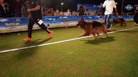 Pakistan kennel Club (PKC) All breed show 2023 Lahore