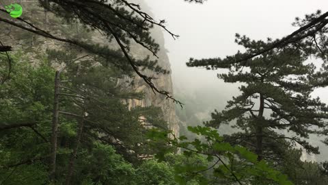 Pine trees on foggy mountain landscape. Green coniferous trees on mountain in