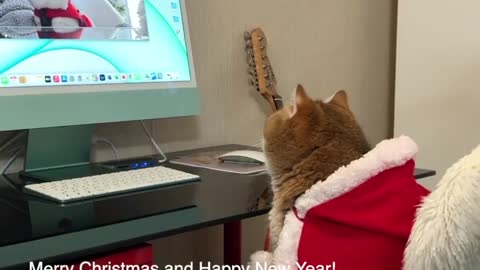 Hosico and Apollo Wished each other a Merry Christmas! @lorettabritishcat