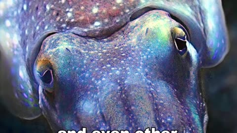Cuttlefish | How They Hypnotize Their Prey