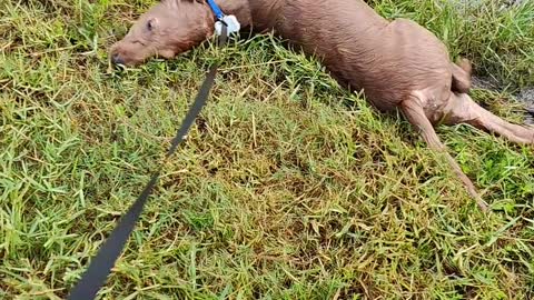 Golden retriever puppy loves the mud.