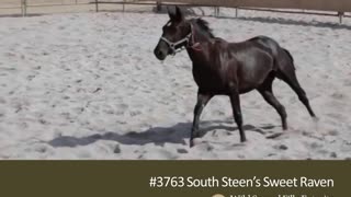 Meet WSFF's South Steen's Sweet Raven